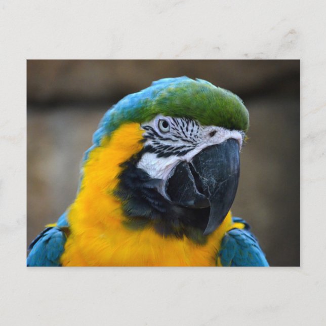 blue and gold macaw parrot head view c postcard (Front)