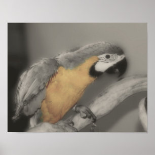 Blue And Gold Macaw Parrot Partial Colour Poster