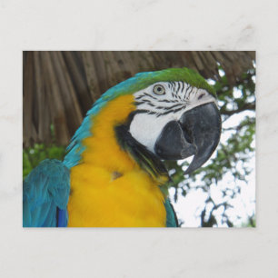 Blue and Gold Macaw parrot postcard