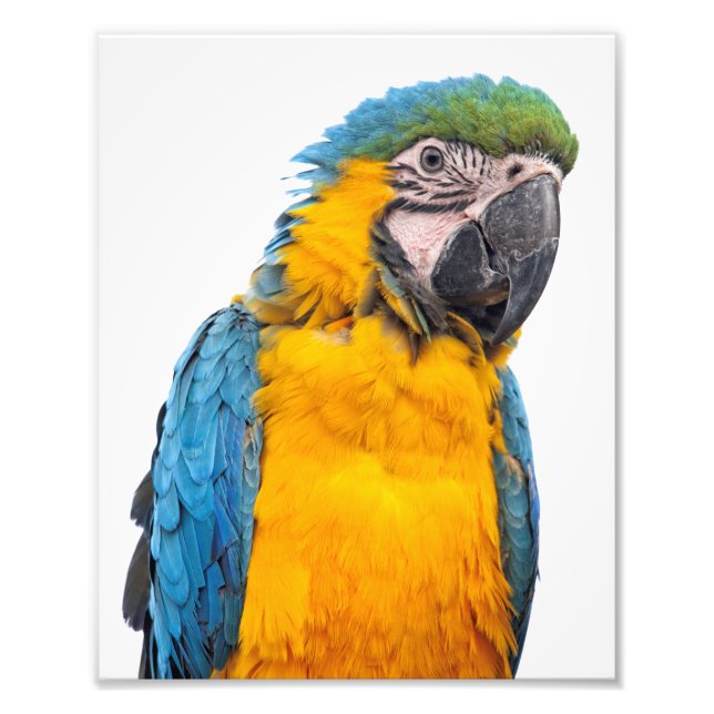 Blue and Gold Macaw Photo Print (Front)