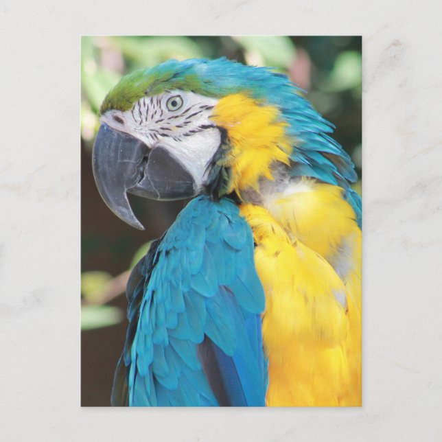 Blue and Gold Macaw Postcard (Front)