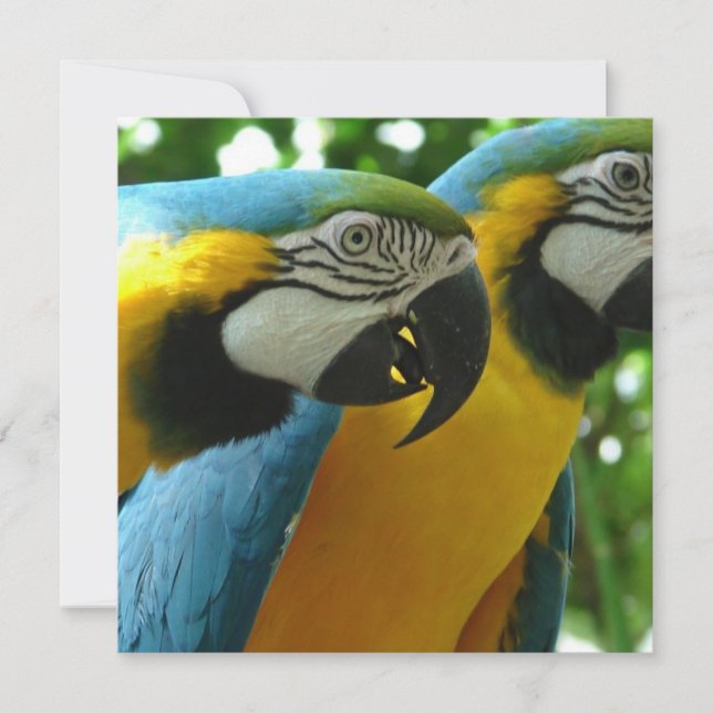 Blue and Gold Macaws Invitations (Front)