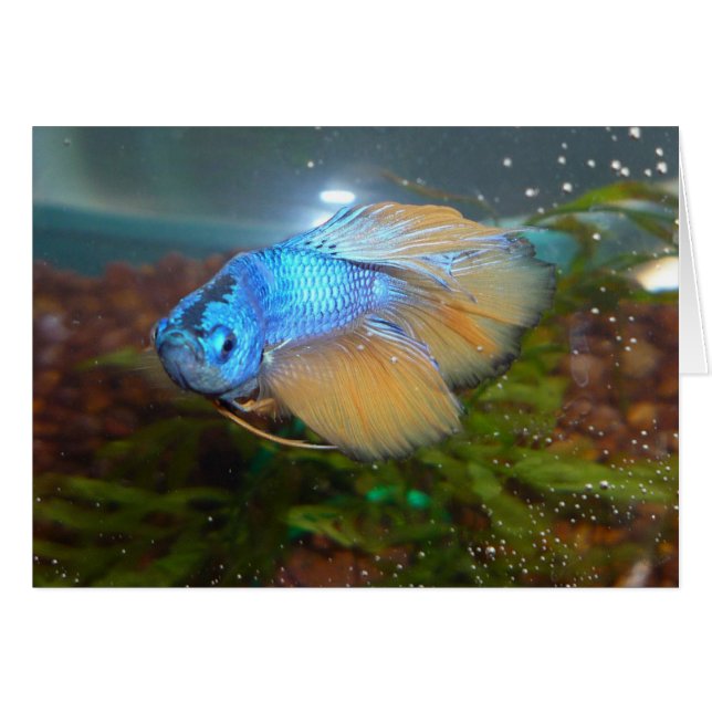 Blue and Gold Male Betta Fighting Fish (Front Horizontal)
