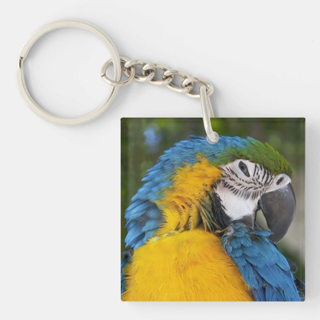 Blue And Gold Parrot Keychain (Front)