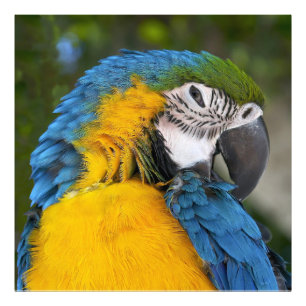 Blue And Gold Parrot Photo Print