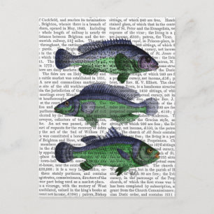 Blue and Green Fish Trio Postcard