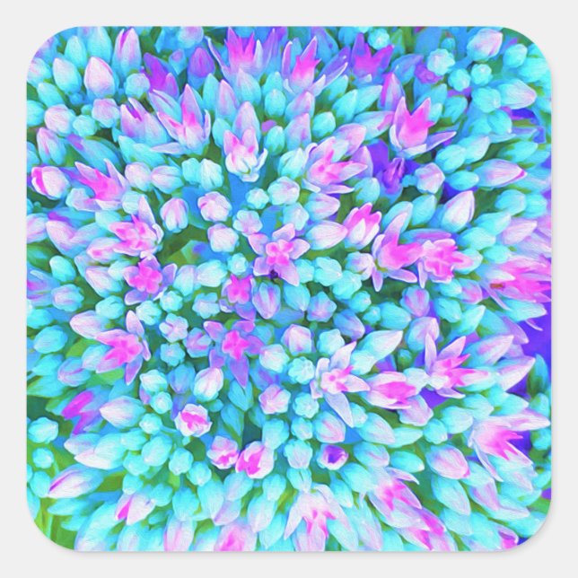 Blue and Hot Pink Succulent Sedum Flowers Detail Square Sticker (Front)