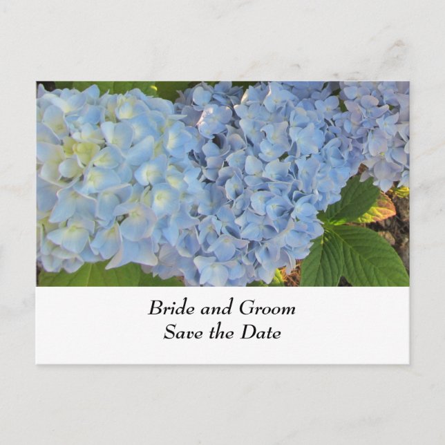 Blue and Mauve Wedding Hydrangeas Announcement Postcard (Front)