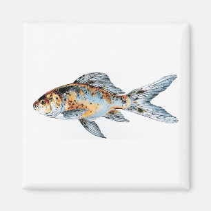 Blue and Orange Shubunkin Goldfish Fine Art  Magnet