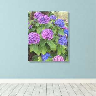 Blue and Pink Hydrangea Blooms Floral Canvas Print