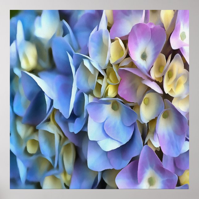 Blue and Pink Hydrangea Flowers Poster (Front)
