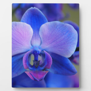 Blue and Pink Orchid Plaque