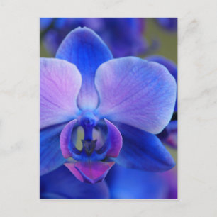 Blue and Pink Orchid Postcard