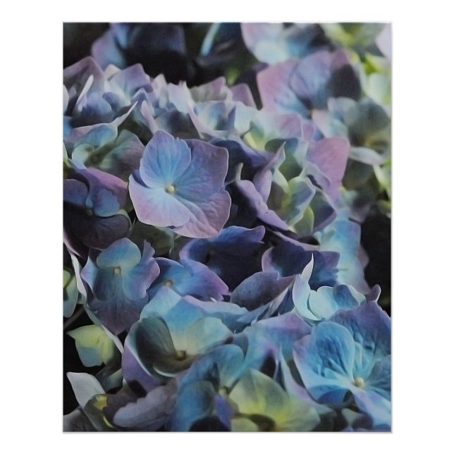 Blue and Purple Hydrangea Flowers Poster (Front)