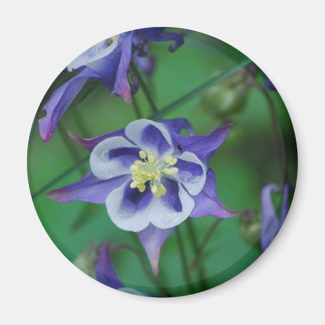 Blue and White Columbine Flowers  Magnet (Front)