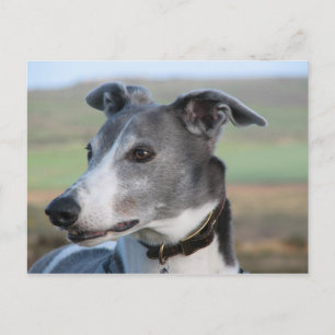 Blue and white greyhound (a344) postcard