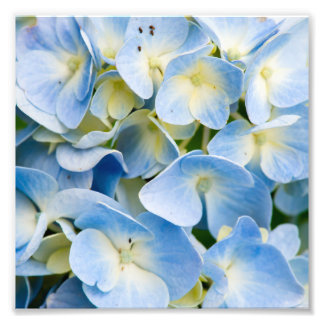Blue and White Hydrangea Flower Photo Print
