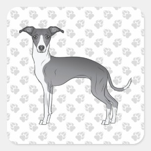 Blue And White Italian Greyhound With Paws Square Sticker