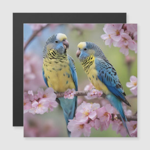 Blue And Yellow Budgies In Pink Blossom Tree,