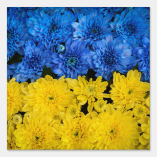 Blue and Yellow Chrysanthemums Nature Photo Poster Garden Sign