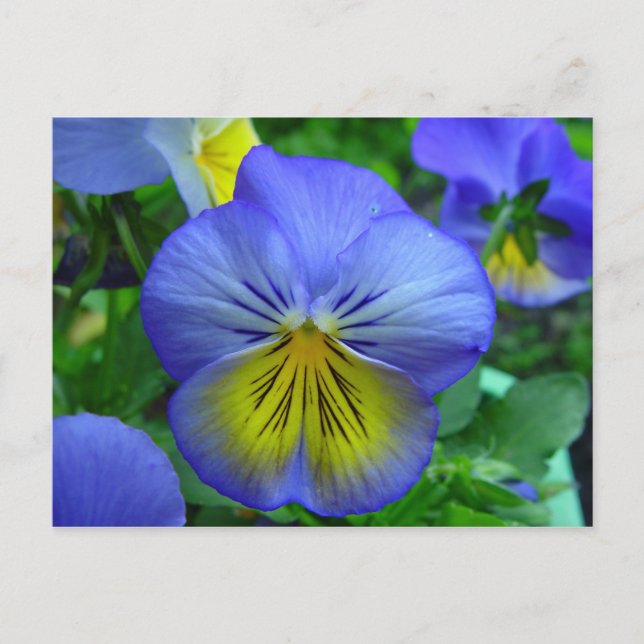 Blue and Yellow Flower Postcard (Front)