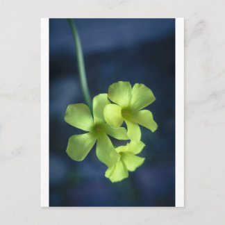 Blue and Yellow Flowers Postcard