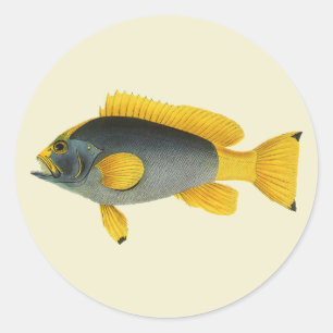 Blue and Yellow Grouper Fish, Vintage Marine Life Classic Round Sticker
