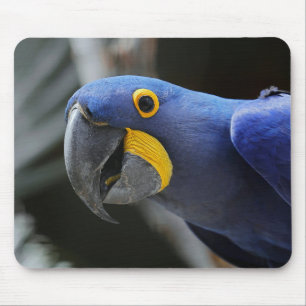 Blue And Yellow Hyacinth Macaw Parrot Mouse Pad