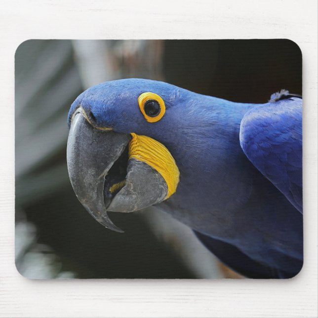 Blue And Yellow Hyacinth Macaw Parrot Mouse Pad (Front)