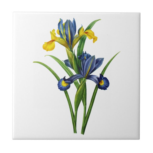 Blue and Yellow Iris By Redoute Tile (Front)