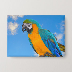 Blue and yellow macaw 