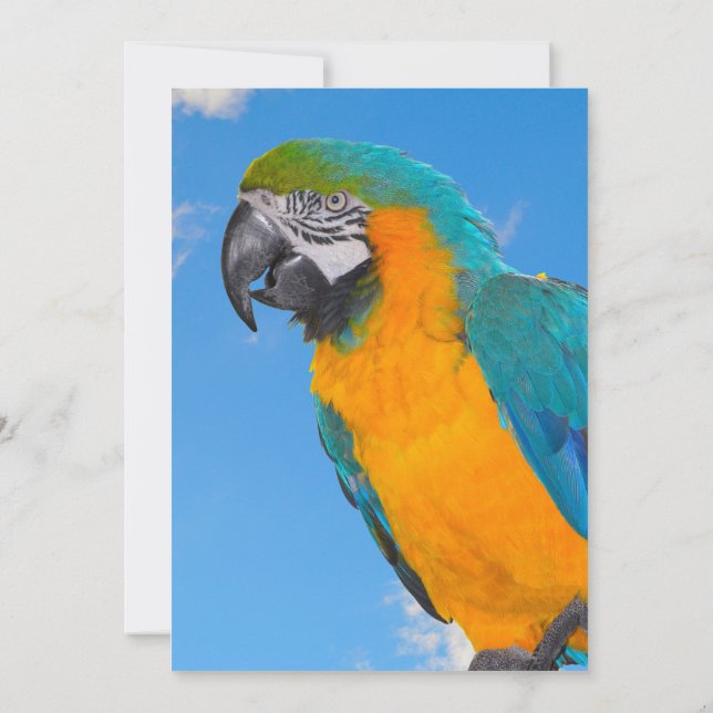 Blue and yellow macaw  (Back)