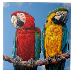 Blue and yellow macaw and a Scarlet macaw Tile