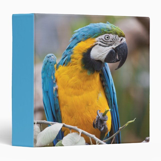 Blue and Yellow Macaw Binder (Front/Spine)