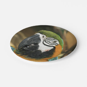 Blue and Yellow Macaw from Amazon Paper Plate