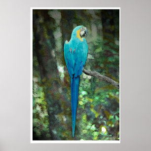Blue-and-yellow-macaw from JungleWalk.com Poster