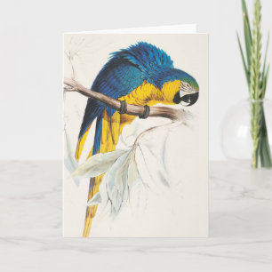 Blue and Yellow Macaw Greeting Card