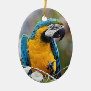 Blue and Yellow Macaw Ornament