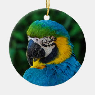 Blue and Yellow Macaw Parrot Ceramic Ornament