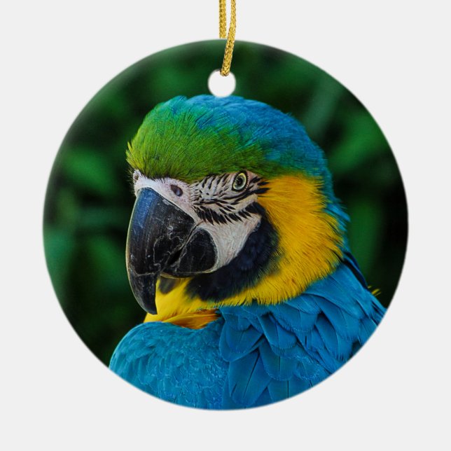 Blue and Yellow Macaw Parrot Ceramic Ornament (Front)