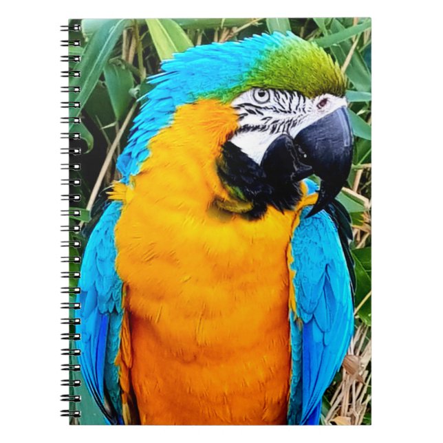 Blue and Yellow Macaw Parrot Notebook (Front)