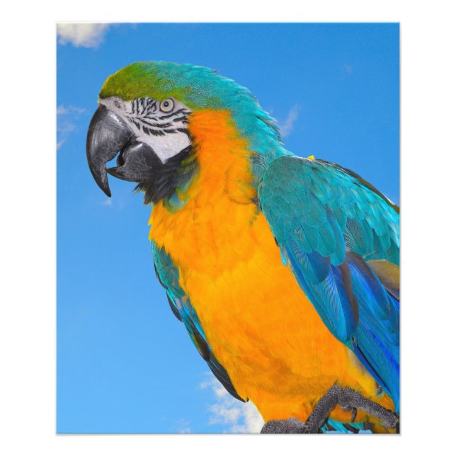 Blue and yellow macaw  photo print (Front)