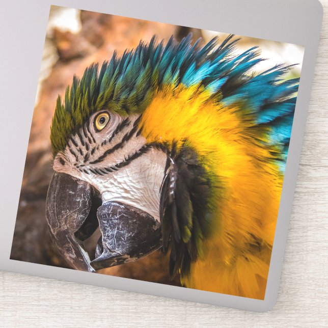 Blue and yellow macaw portrait (Detail)
