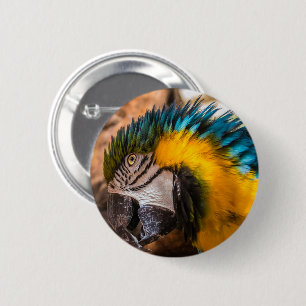 Blue and yellow macaw portrait 2 inch round button