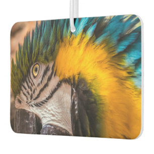 Blue and yellow macaw portrait air freshener