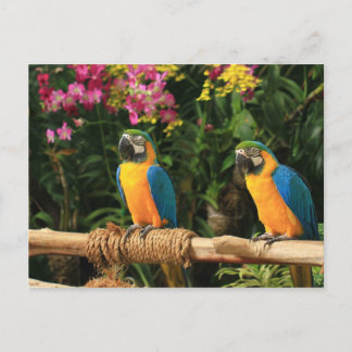 Blue and Yellow Macaw Postcard