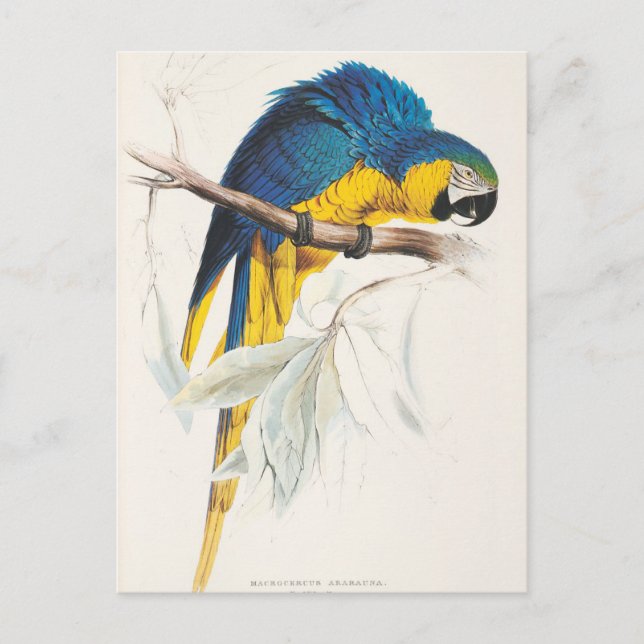 Blue and Yellow Macaw Postcard (Front)