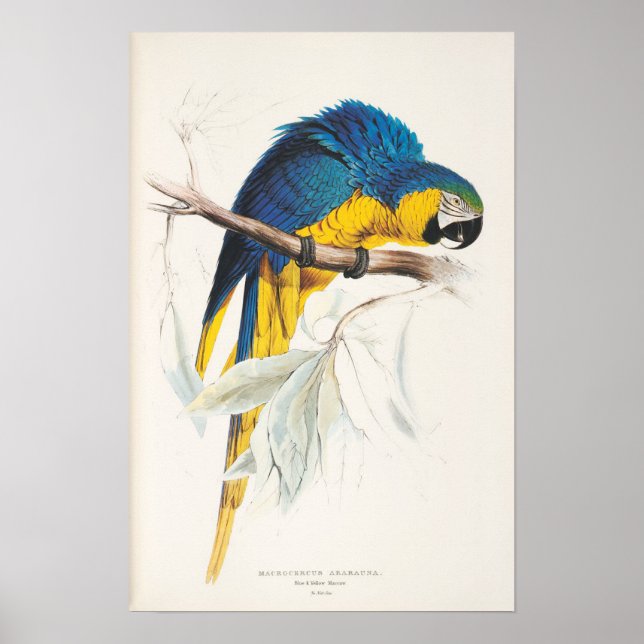 Blue and Yellow Macaw Poster (Front)
