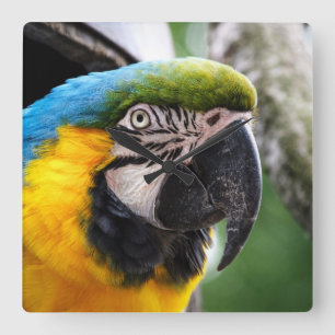 Blue and yellow macaw square wall clock