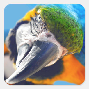 Blue and Yellow Macaw Stickers